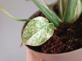 Monstera Thai Constellation Creme Brulee - nuotraukos Nr. 6