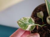 Monstera Thai Constellation Creme Brulee - nuotraukos Nr. 7