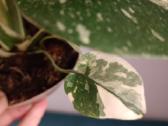 Monstera Thai Constellation Creme Brulee - nuotraukos Nr. 5
