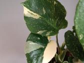 Monstera Thai Constellation Creme Brulee - nuotraukos Nr. 4