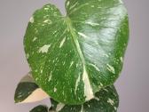 Monstera Thai Constellation Creme Brulee - nuotraukos Nr. 2
