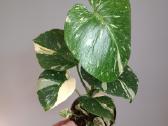 Monstera Thai Constellation Creme Brulee