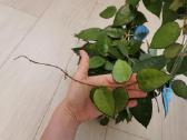 Hoya Parasitica, Mathilde, Macrophylla, Obovata - nuotraukos Nr. 2