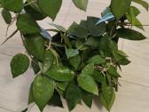 Hoya Parasitica, Mathilde, Macrophylla, Obovata