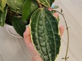 Hoya Parasitica, Mathilde, Macrophylla, Obovata - nuotraukos Nr. 4