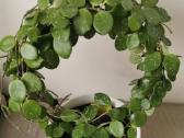 Hoya Parasitica, Mathilde, Macrophylla, Obovata - nuotraukos Nr. 7