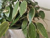 Hoya Parasitica, Mathilde, Macrophylla, Obovata - nuotraukos Nr. 3