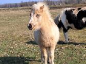 Parduodamas poni eržiliukas