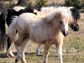 Parduodamas poni eržiliukas - nuotraukos Nr. 2