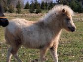 Parduodamas poni eržiliukas - nuotraukos Nr. 4