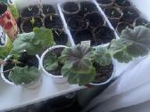 Pelargonija