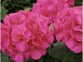 Pelargonija - nuotraukos Nr. 2
