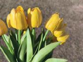 Dirbtines tulpes 12 vnt. - nuotraukos Nr. 3
