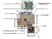 Kraštovaizdžio architektas, apželdinimo projektai - nuotraukos Nr. 4