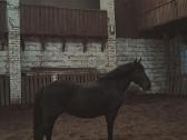 Parduodama arba keičiama pony kumele - nuotraukos Nr. 6
