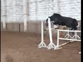 Parduodama arba keičiama pony kumele - nuotraukos Nr. 7