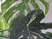 Monstera Thai Constellation - nuotraukos Nr. 6