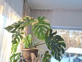 Monstera Thai Constellation - nuotraukos Nr. 3