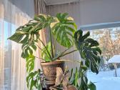Monstera Thai Constellation - nuotraukos Nr. 7