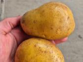 Agria bulves 55+ , galimas didelis kiekis