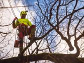 Arboristų paslaugos, medžių pjovimas, genėjimas