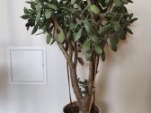 70 cm. 20 eurų