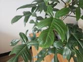 Philodendron Florida Green XXL