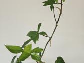 Philodendron Florida Green XXL - nuotraukos Nr. 4