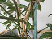 Philodendron Florida Green XXL - nuotraukos Nr. 5