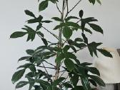 Philodendron Florida Green XXL - nuotraukos Nr. 2