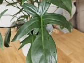 Philodendron Florida Green XXL - nuotraukos Nr. 6