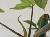 Philodendron Florida Green XXL - nuotraukos Nr. 8