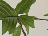 Philodendron Florida Green XXL - nuotraukos Nr. 7