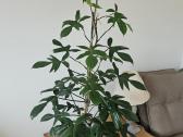 Philodendron Florida Green XXL - nuotraukos Nr. 3