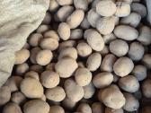 Agria bulves 55+ , galimas didelis kiekis - nuotraukos Nr. 4