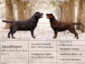 Kilmingi labradoro retriveriai - nuotraukos Nr. 2