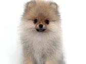 Pomeranijos špicas su dokumentais