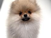 Pomeranijos špicas su dokumentais - nuotraukos Nr. 2
