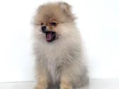 Pomeranijos špicas su dokumentais - nuotraukos Nr. 3