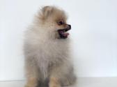 Pomeranijos špicas su dokumentais - nuotraukos Nr. 4