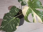 Monstera - nuotraukos Nr. 23
