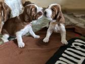 Valų Springerspanielių šuniukai