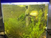 Akvariumas su krevetemis 30ltr