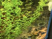 Akvariumas su krevetemis 30ltr - nuotraukos Nr. 2