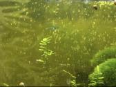 Akvariumas su krevetemis 30ltr - nuotraukos Nr. 3