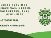 Tujų, Medžių genėjimas, Aeravimas, Žolės pjovimas