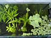 Akvariumas 30l