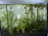 Akvariumas 30l - nuotraukos Nr. 2