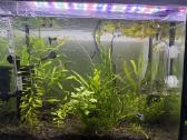 Akvariumas 30l - nuotraukos Nr. 4