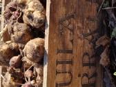 Topinambų gumbai - nuotraukos Nr. 8